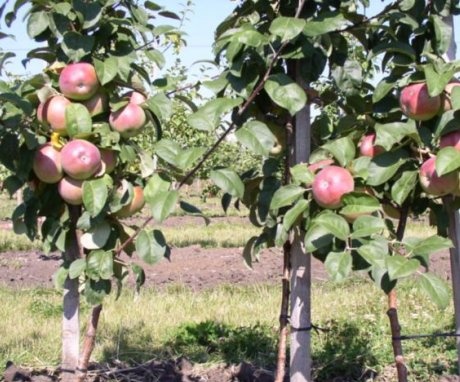 Planting a dwarf apple tree