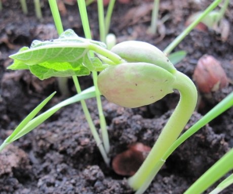 The main methods of germination