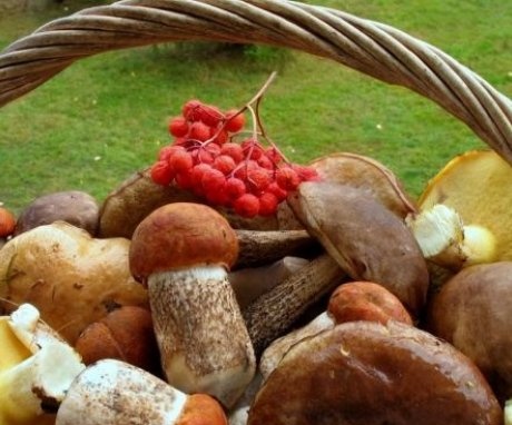 Ce ciuperci pot fi cultivate în țară