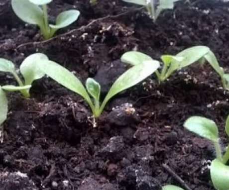 Gerbera seed propagation