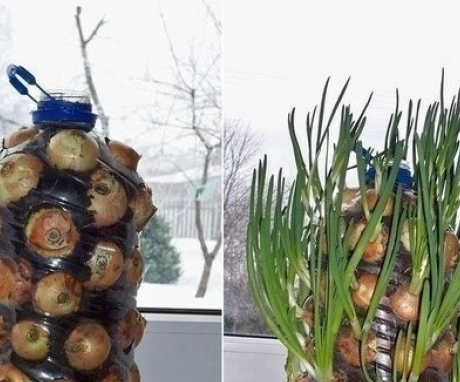 Options for growing onions on a windowsill