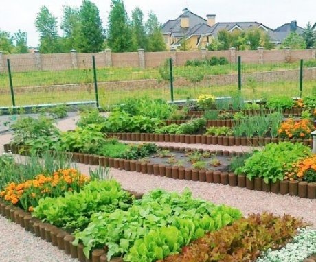 Organizarea corectă a rotației culturilor în grădină