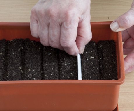 Methods for planting seeds for seedlings