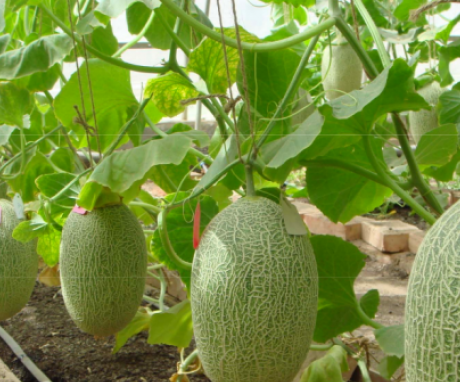 Conditions for growing melons in a greenhouse