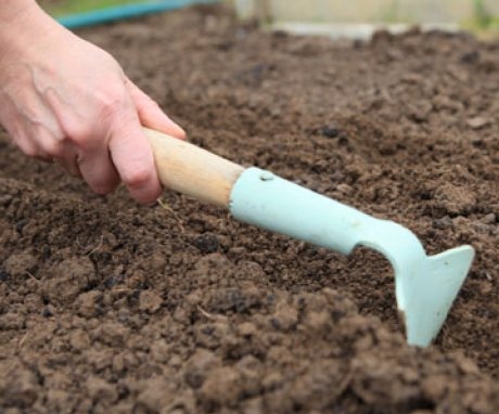 Sowing seeds directly into the ground