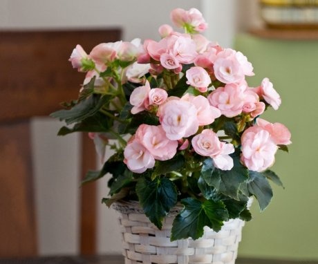Begonia care tips