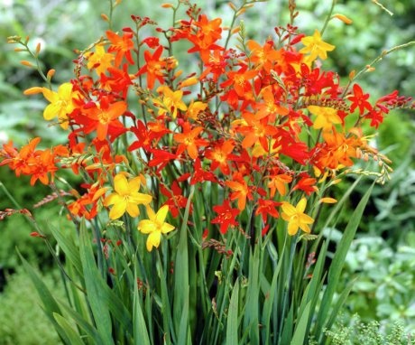 Crocosmia vulgaris or Japanese gladiolus