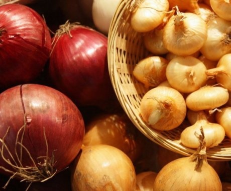 Features of growing onions