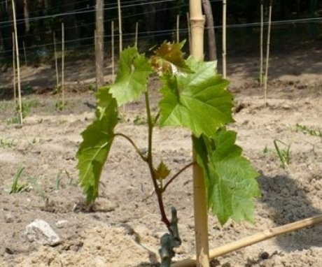Vine planting care