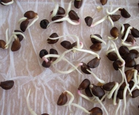Metode de germinare a semințelor