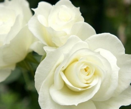 Growing conditions for roses