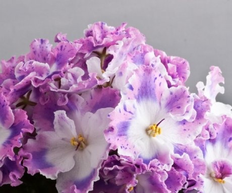 Caracteristicile speciilor himerelor violete
