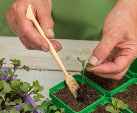 Method of growing cabbage seedlings