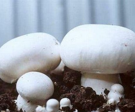 How to grow champignons correctly