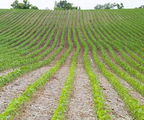 Basic rules for planting corn for silage