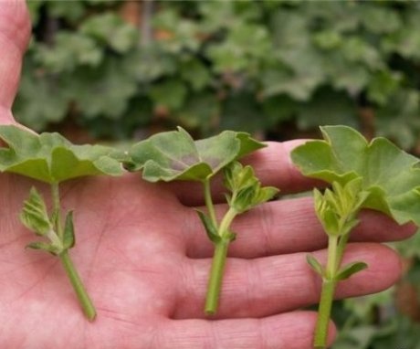 Gerbera propagation by cuttings