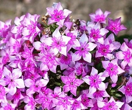 The use of phlox in the design of the site