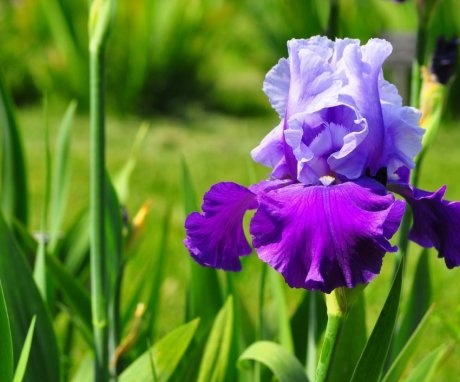 Growing and caring for irises