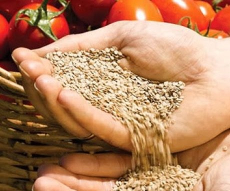 Caracteristicile și beneficiile propagării semințelor