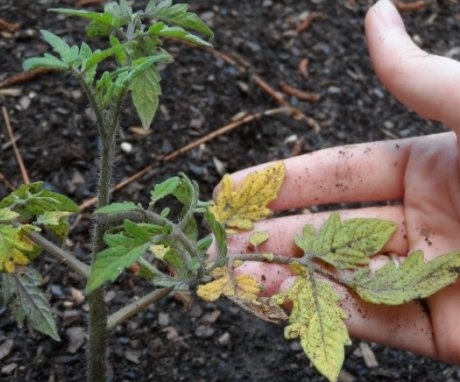 Diseases and pests of tomato seedlings