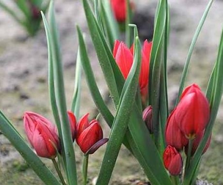 Dwarf tulip care