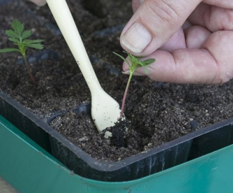 Planting and caring for seedlings