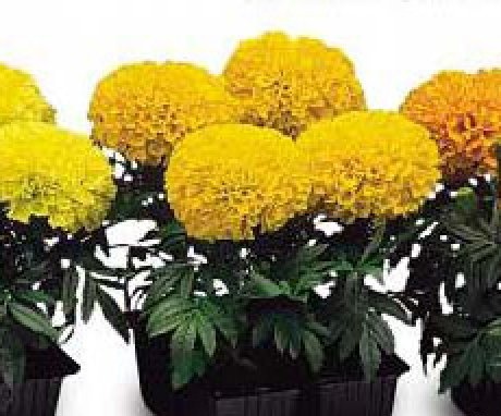 Growing marigolds upright