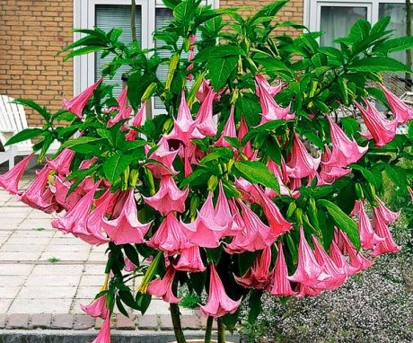 Brugmansia bush with pink flowers