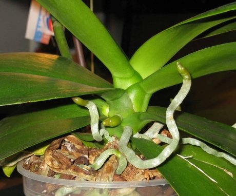 Aerial roots of an orchid