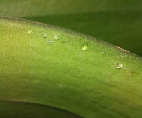 Sticky drops on orchid leaves