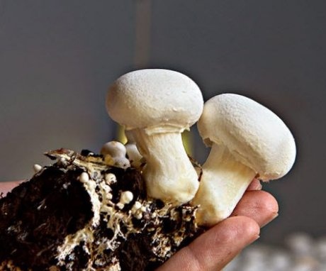 Homemade champignons