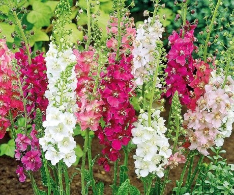 Pink and white mullein