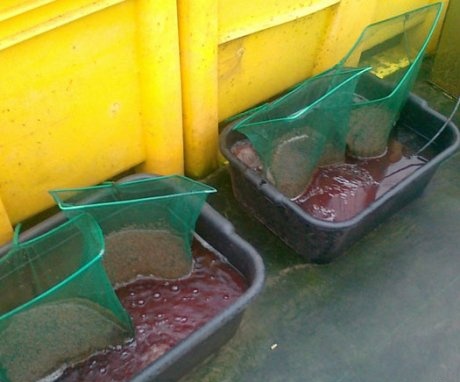 Rinsing bloodworm