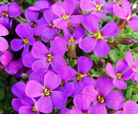 Aubriet flowers close-up