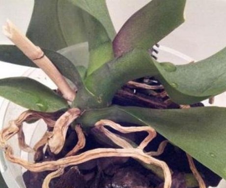 Aerial roots dry out