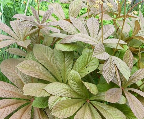 Rogersia leaves