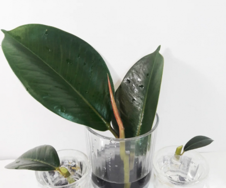 Reproduction of ficus leaves