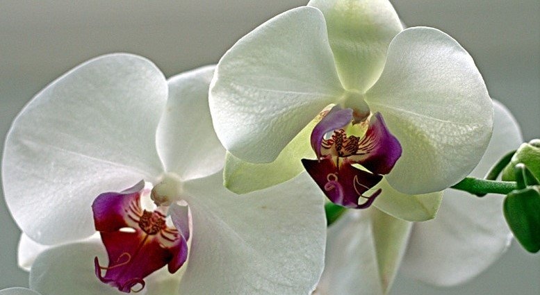 Pokok orkid mempunyai urat daun